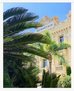 Palm trees and plants against sky