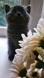 Close-up of cat by flower tree