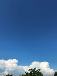 Low angle view of trees against blue sky