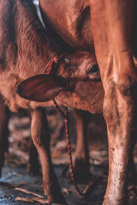 Close-up portrait of dog