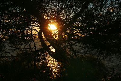 Silhouette trees in forest against sky at sunset