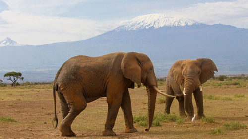 Elephants in