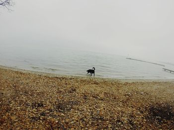 Dog on beach by sea against sky