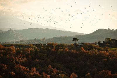 Flock of birds flying over land