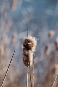 Close-up of wilted plant on field