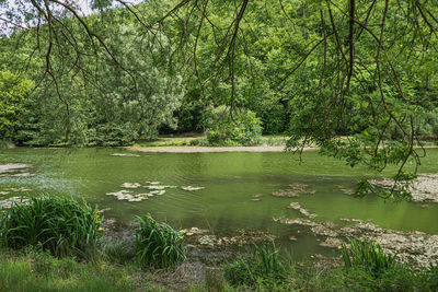 Scenic view of lake in forest