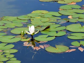 water lily