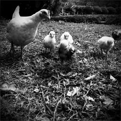 Bird on field