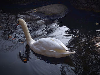 High angle view of swan swimming in lake