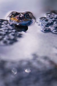 Close-up of frog swimming in water and frog spawn