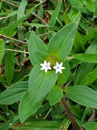 High angle view of water drops on flowering plant