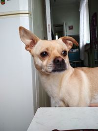 Close-up portrait of a dog