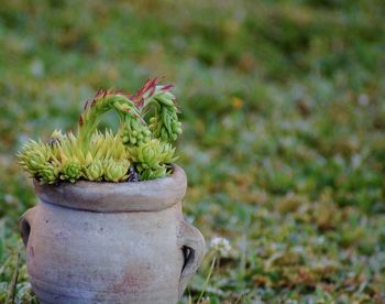 Close-upvof potted plant on a street