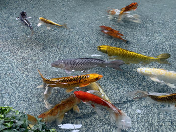 High angle view of fish swimming in sea