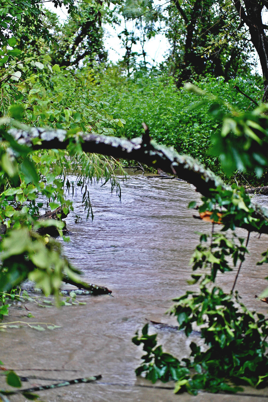 tree, branch, tranquil scene, water, scenics, travel destinations, growth, tranquility, green color, nature, plant, beauty in nature, non-urban scene, tourism, vacations, day, outdoors, wetland, remote, riverbank, no people, lush foliage, non urban scene