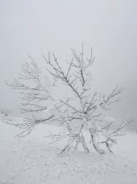Bare tree on snow covered field against sky
