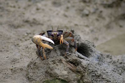 Close-up of crab on sand