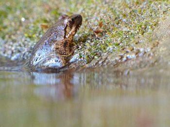 Close-up of turtle in water