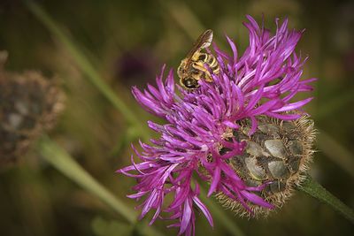 Close-up of bee pollinating on purple flower