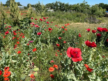 Close-up of red poppy flowers on field