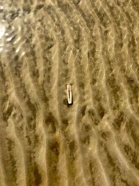 Directly above shot of person in sea