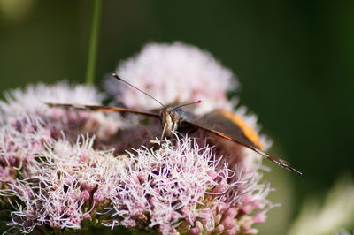 Close-up of flowers against meadow