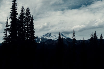 Pine trees on snowcapped mountains against sky