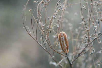 Close-up of dead plant