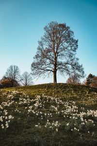 Bare tree on field against clear sky