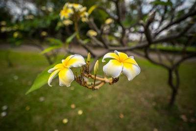 Close-up of yellow flowers blooming outdoors