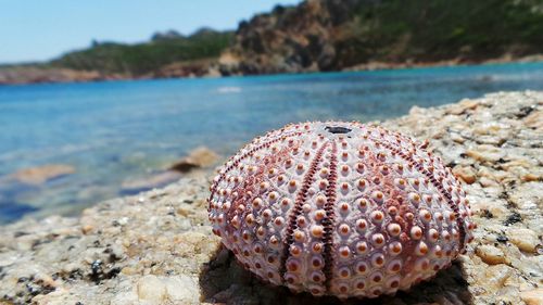 Close-up of sea urchin on rock