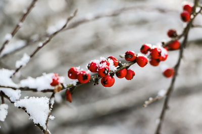 Close-up of berries on tree