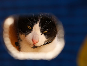 Close-up portrait of a cat