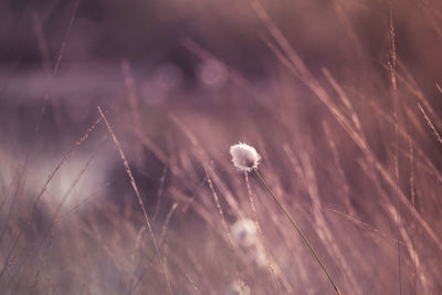 Close-up of dandelion on field