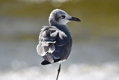 Close-up of bird perching on railing