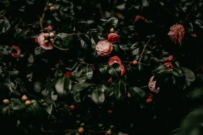 Close-up of red flowering plants