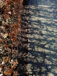 High angle view of tree during autumn