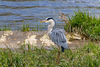 High angle view of gray heron on lakeshore