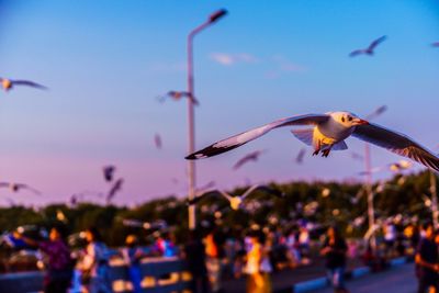 Seagull flying in sky