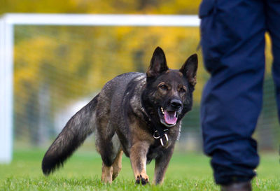 Full length of dog on field