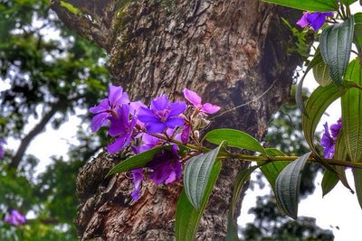 Close-up of purple flowers