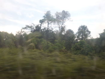 Trees on field against sky
