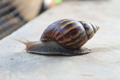 Close-up of snail