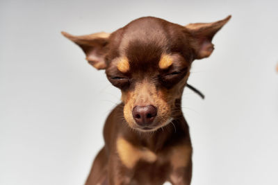 Close-up of a dog over white background