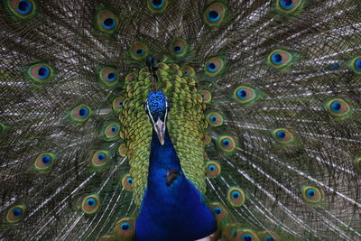 Close-up portrait of peacock