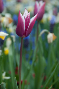 Close-up of pink flower