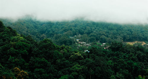 Scenic view of forest