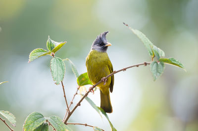 Close-up of bird perching on tree