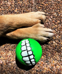 High angle view of dog resting on rug