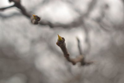 Close-up of flower buds on plant